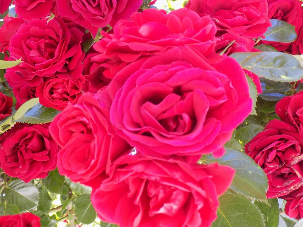 פלאטניאס Des Roses Hotel מראה חיצוני תמונה